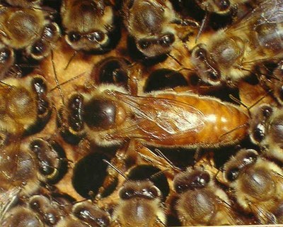 Reine et ouvrières.jpg