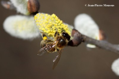 Abeille avec pelotte pollen.jpg