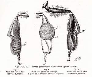 Anatomie patte postérieure ouvrière.jpg
