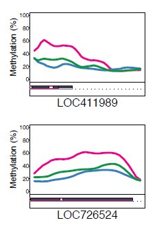 Butineuses plus méthylées.jpg