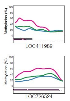 Butineuses plus méthylées.jpg