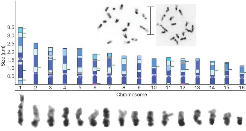 Chromosomal spreads-New.jpg