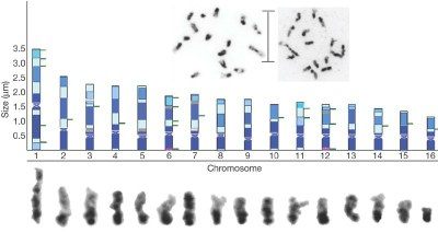 Chromosomal spreads-New.jpg
