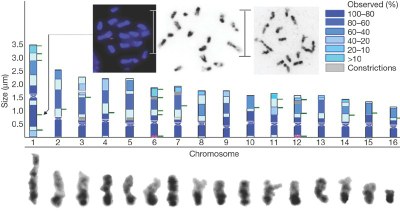Chromosomal spreads.jpg