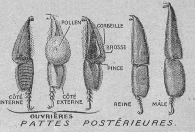 Comparaison pattes postérieures reine mâle ouvrière.jpg