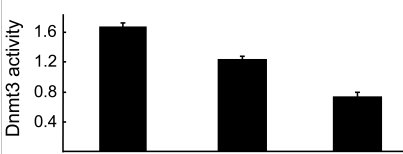 DNMT3 Activity-New.jpg