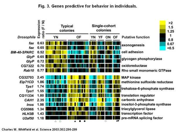 Expression 17 gènes Nourrices Butineuses.jpg
