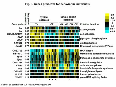 Expression 17 gènes Nourrices Butineuses.jpg