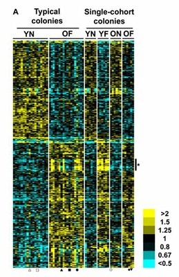 Expression de gènes Nourrices Butineuses.jpg