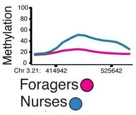 Forager to nurse.jpg