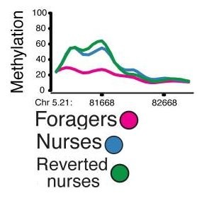 Foragers - Nurses - Reverted.jpg