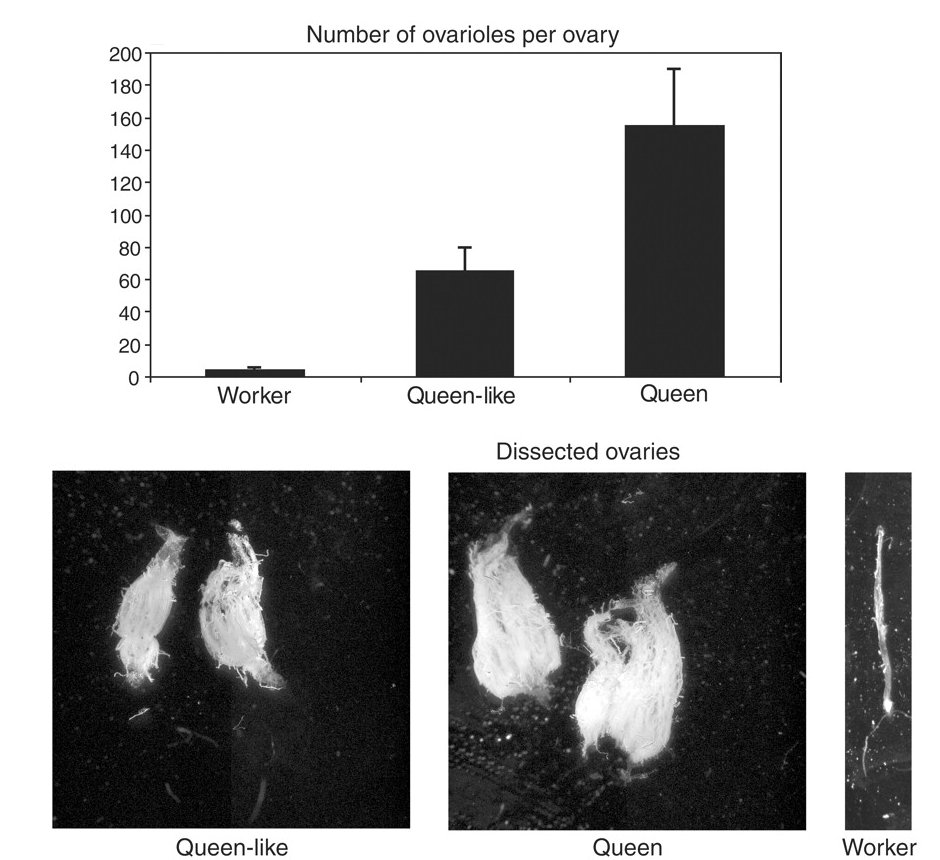 Nombre d'ovariales.jpg
