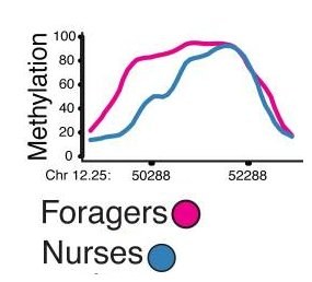 Nurse to forager1.jpg