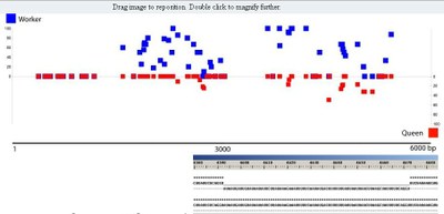 Position CpG méthylés - épissage.jpg