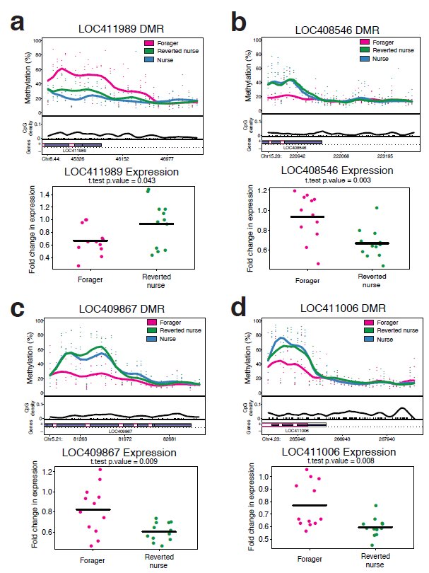 Rapport méthylation expression sur 4 gènes.jpg