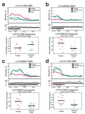 Rapport méthylation expression sur 4 gènes.jpg