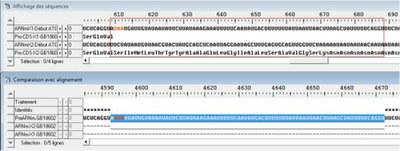 retention d'intron-Bis.jpg