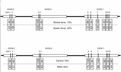 sites CpG méthylés dynactine p62.jpg