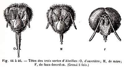 Têtes d'abeilles.jpg