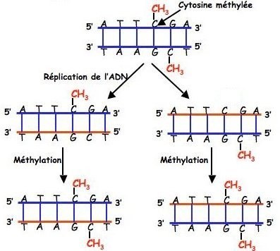 Réplication Méthylation