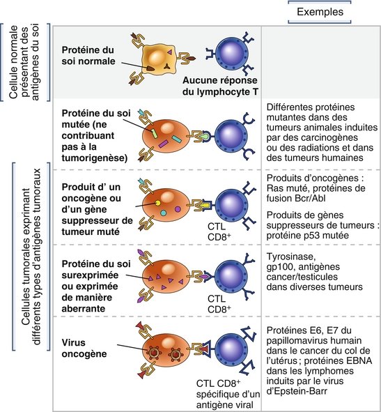 Diversité des antigènes tumoraux .jpg