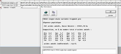 FMC63 -Lymphocyte B antigene.jpg