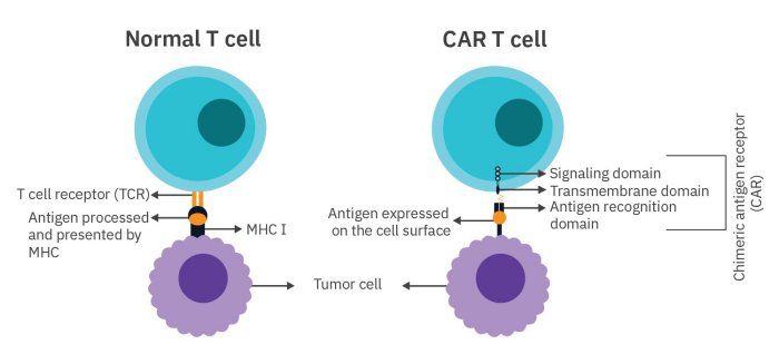 Reconnaissance d’une cellule tumorale par un lymphocyte TCD8 cytotoxique et une cellule CART.jpg