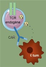 Schémas de la structure des récepteurs LCR et CAR.jpg