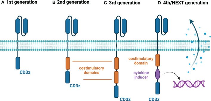 Schématisation de la structure du récepteur CAR.jpg
