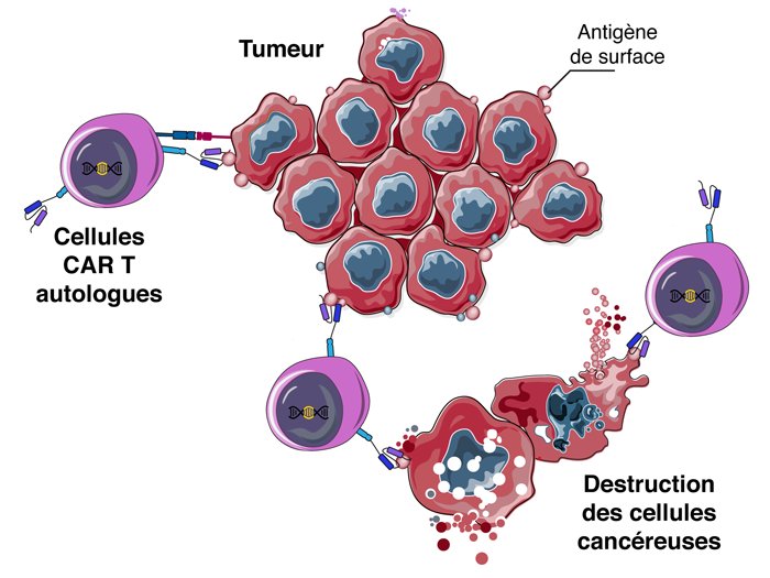 Action de CAR T sur une cellule tumorale 2