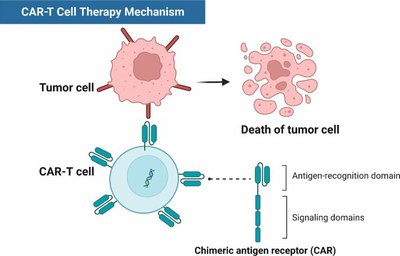 Action de CAR T sur une cellule tumorale   CAR T cell Therapy Mecanism