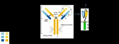 Anticorps anti CD19 et structure du scFvNN