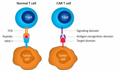 Comparaison de la reconnaissance de la cellule tumorale par les deux récepteurs
