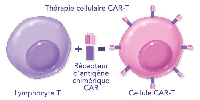 Comparaison de la structure de la cellule CAR T  avec celle du LT cytotoxique