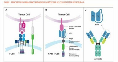 Comparaison plus complète de la reconnaissance antigénique par les deux récepteurs