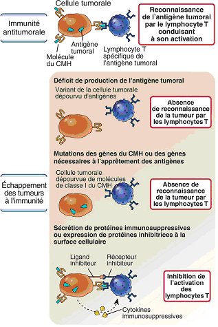Diversité des mécanismes d’échappement des cellules tumorales