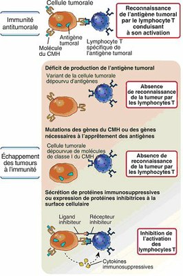 Diversité des mécanismes d’échappement des cellules tumorales