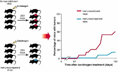 Données expérimentales testant l’immunosurveillance