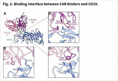 Fig. 2. Binding interface between CAR binders and CD19.