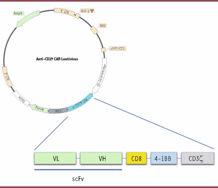 Génome du lentivirus utilisé comme vecteur pour créer une cellule CAR T