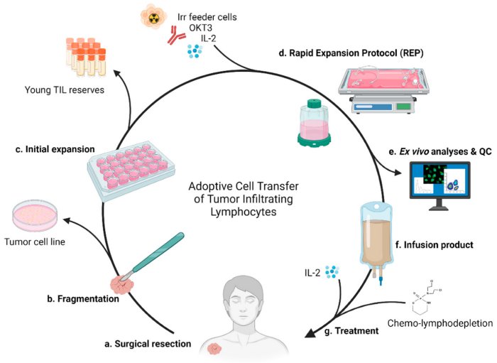 Immunothérapie cellulaire adoptive par transfert de TIL