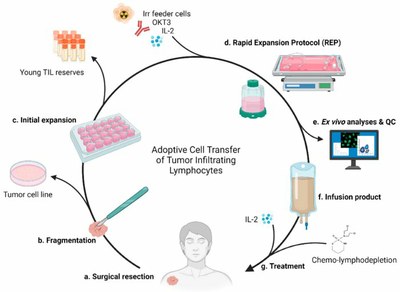 Immunothérapie cellulaire adoptive par transfert de TIL