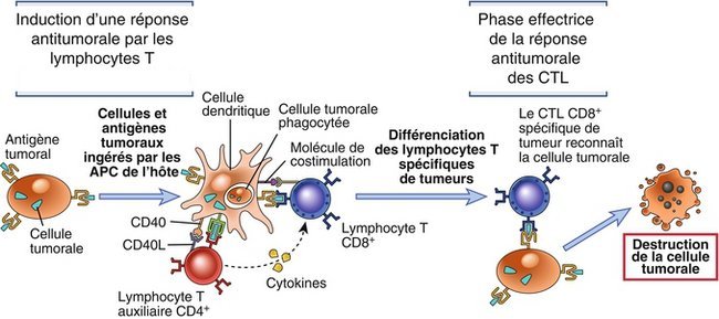 Interactions entre les cellules impliquées dans la réaction antitumorale