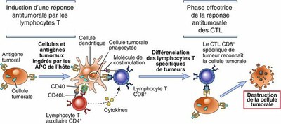 Interactions entre les cellules impliquées dans la réaction antitumorale