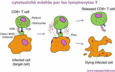 L’action des lymphocytes T cytotoxiques sur les cellules tumorales