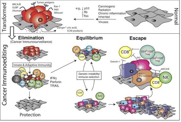 Les trois phases de la théorie de l’immunoediting 