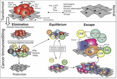Les trois phases de la théorie de l’immunoediting 