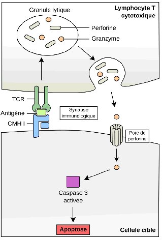 Mécanismes de l’action mortelle d’un lymphocyte T cytotoxique