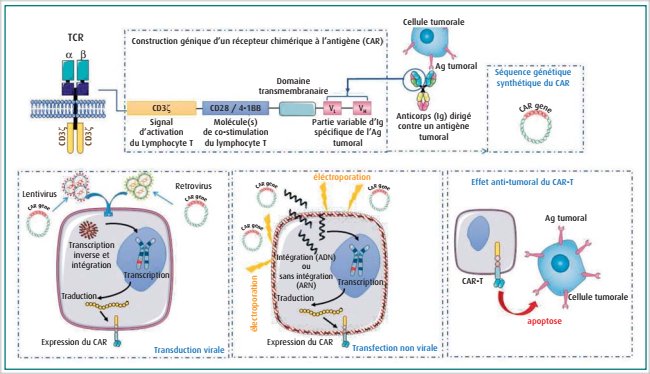Mécanismes génétiques intervenant dans la production des cellules CAR T