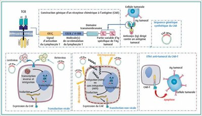 Mécanismes génétiques intervenant dans la production des cellules CAR T